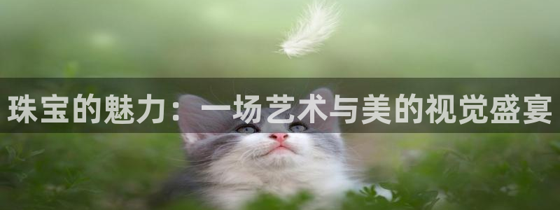 新宝5总代