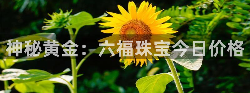 新宝5手机测速：神秘黄金：六福珠宝今日价格